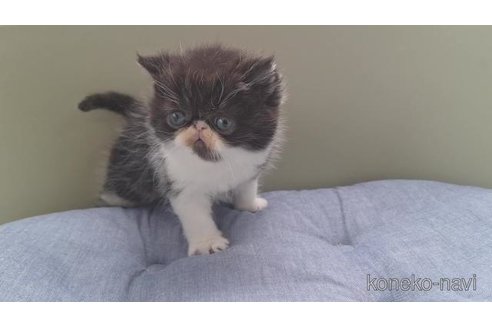 販売中の岐阜県のエキゾチックショートヘア-117011の2枚目