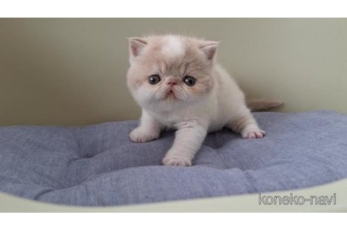 販売中の岐阜県のエキゾチックショートヘア-117012の2枚目