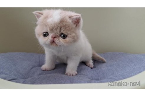 販売中の岐阜県のエキゾチックショートヘア-117012の3枚目