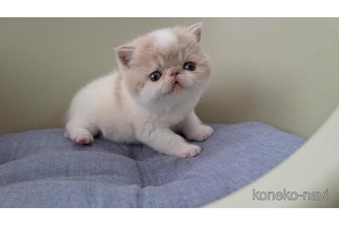 販売中の岐阜県のエキゾチックショートヘア-117012の4枚目