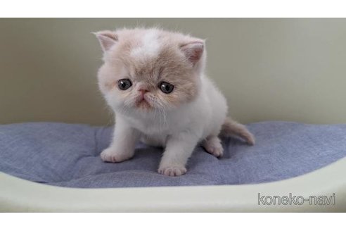 販売中の岐阜県のエキゾチックショートヘア-117012の5枚目