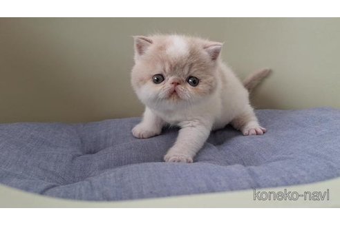 販売中の岐阜県のエキゾチックショートヘア-117012の6枚目