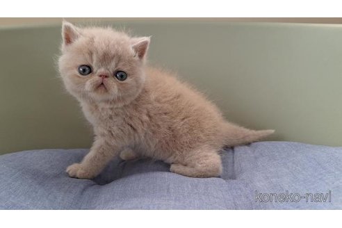 販売中の岐阜県のエキゾチックショートヘア-117013の2枚目