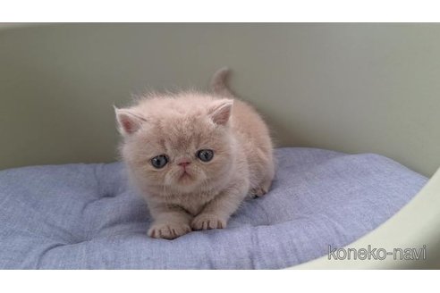 販売中の岐阜県のエキゾチックショートヘア-117013の4枚目