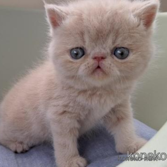 販売中の岐阜県のエキゾチックショートヘア-117013