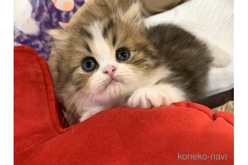 販売中の大阪府のスコティッシュフォールド-117014の3枚目