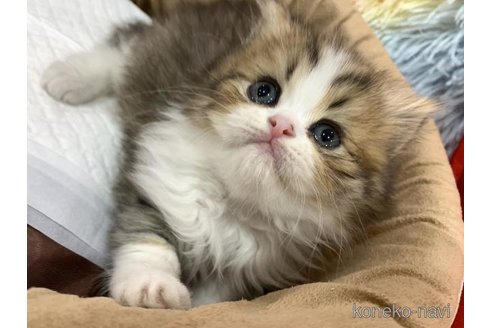 販売中の大阪府のスコティッシュフォールド-117014の2枚目