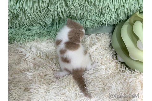 販売中の大阪府のスコティッシュフォールド-117015の2枚目