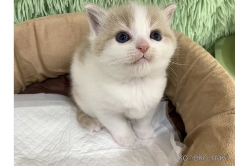 販売中の大阪府のスコティッシュフォールド-117015の5枚目