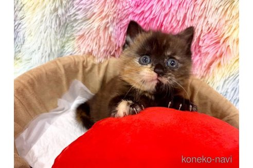 販売中の大阪府のスコティッシュフォールド-117017の4枚目