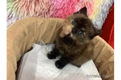 販売中の大阪府のスコティッシュフォールド-117017の5枚目