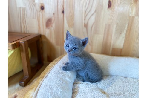 販売中の長野県のロシアンブルー-117022の4枚目