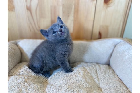 販売中の長野県のロシアンブルー-117023の2枚目