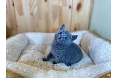販売中の長野県のロシアンブルー-117023の8枚目