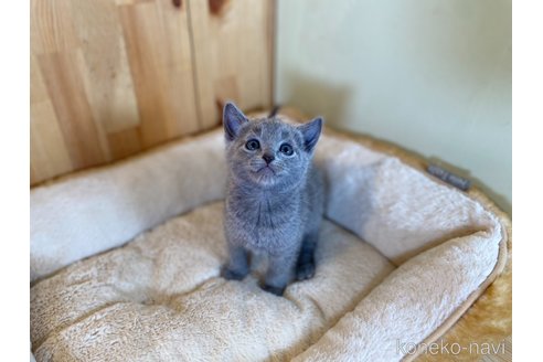 成約済の長野県のロシアンブルー-115723の5枚目
