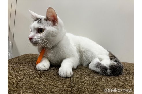 販売中の愛知県のマンチカン-107654の2枚目