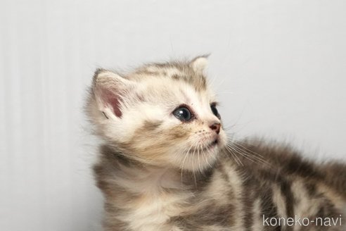 販売中の埼玉県のアメリカンショートヘア-117024の12枚目