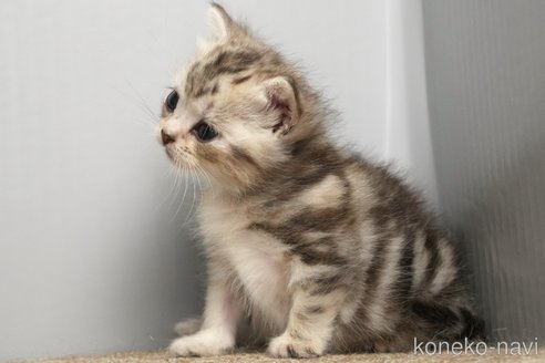 販売中の埼玉県のアメリカンショートヘア-117024の11枚目