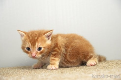 販売中の埼玉県のアメリカンショートヘア-117025の3枚目