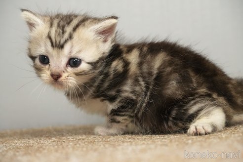 販売中の埼玉県のアメリカンショートヘア-117028の7枚目