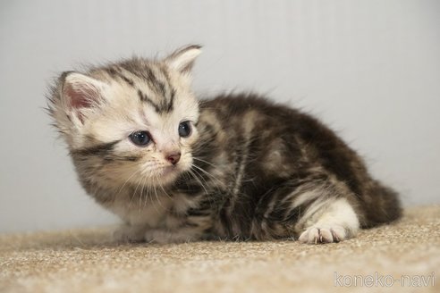 販売中の埼玉県のアメリカンショートヘア-117028の6枚目
