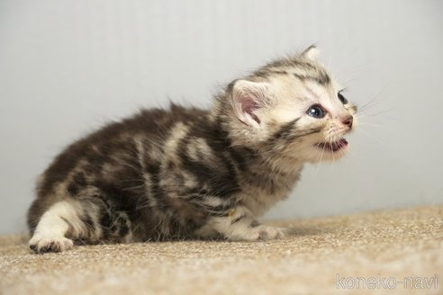 販売中の埼玉県のアメリカンショートヘア-117028の5枚目