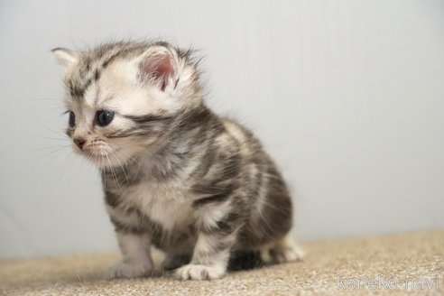 販売中の埼玉県のアメリカンショートヘア-117028の3枚目