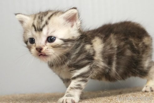 販売中の埼玉県のアメリカンショートヘア-117028の2枚目