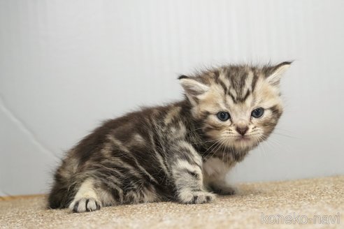 販売中の埼玉県のアメリカンショートヘア-117030の3枚目