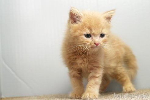 販売中の埼玉県のアメリカンショートヘア-115749の6枚目