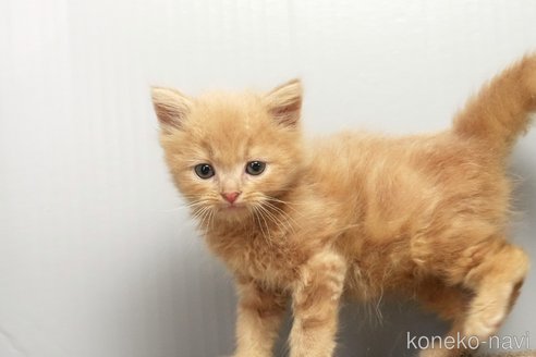 販売中の埼玉県のアメリカンショートヘア-115749の3枚目