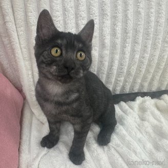 販売中の東京都のオシキャット-110392の3枚目