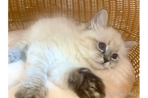 成約済の北海道のネヴァマスカレード-117036の5枚目