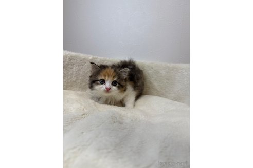 販売中の埼玉県のサイベリアン-116934の4枚目