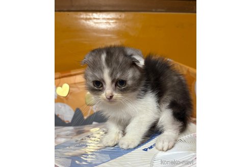 販売中の愛知県のスコティッシュフォールド(折れ耳)-114188の1枚目