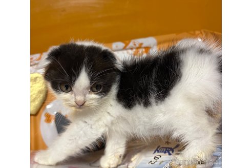 販売中の愛知県のスコティッシュフォールド(折れ耳)-114192