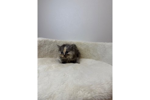 販売中の埼玉県のマンチカン-116939の4枚目