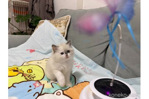 販売中の愛媛県のラグドール-117044の5枚目