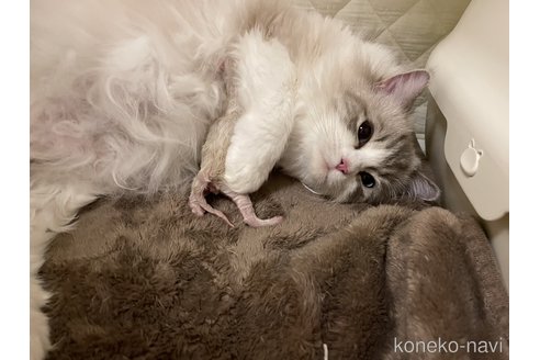 ラグドールちゃん1枚目