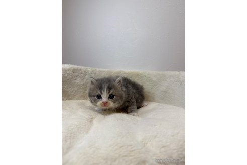 販売中の埼玉県のサイベリアン-116947の4枚目