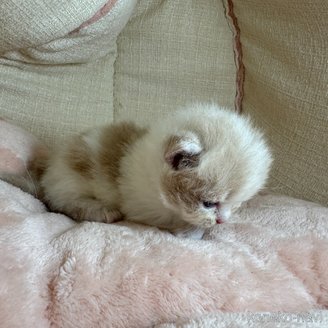 販売中の愛知県のミヌエット(短足)-117046の3枚目
