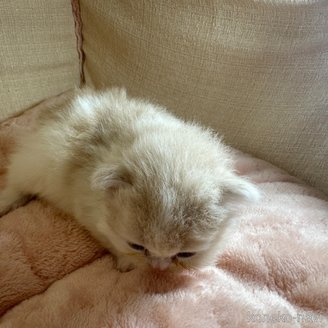 販売中の愛知県のミヌエット-117047の6枚目