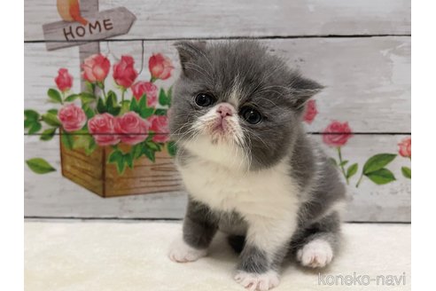 販売中の山梨県のエキゾチックショートヘア-117052の8枚目