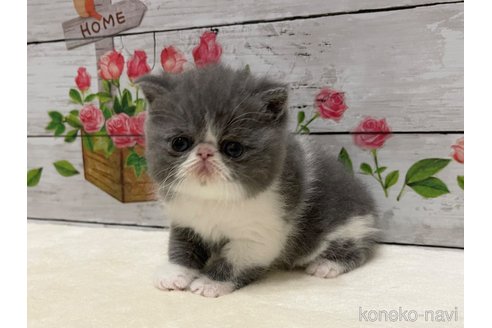 販売中の山梨県のエキゾチックショートヘア-117052の9枚目