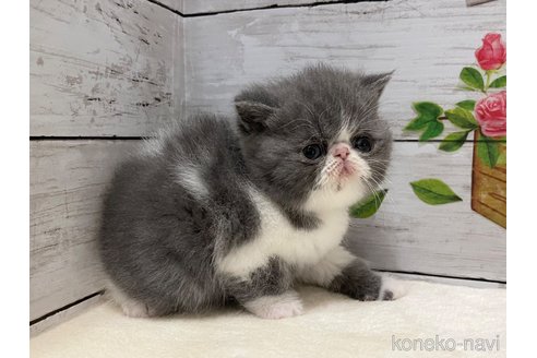 販売中の山梨県のエキゾチックショートヘア-117052の11枚目