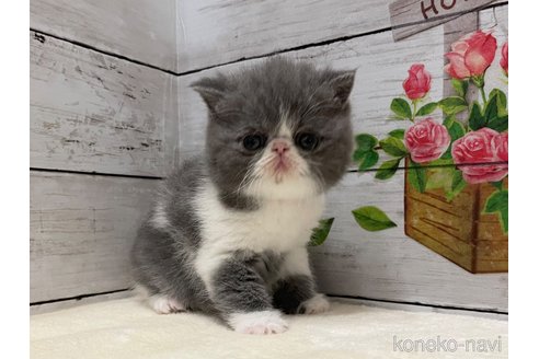 販売中の山梨県のエキゾチックショートヘア-117052の12枚目