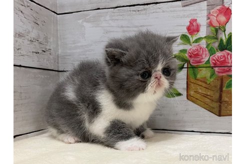 販売中の山梨県のエキゾチックショートヘア-117052
