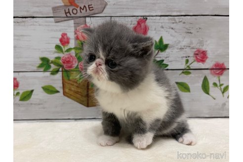 販売中の山梨県のエキゾチックショートヘア-117052の3枚目