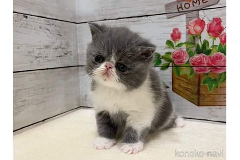 販売中の山梨県のエキゾチックショートヘア-117052の7枚目