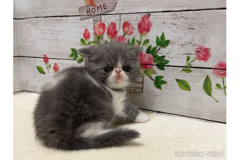 販売中の山梨県のエキゾチックショートヘア-117052の5枚目